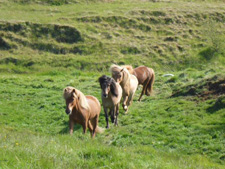 Iceland-East and South-Golden Circle Southern Comfort